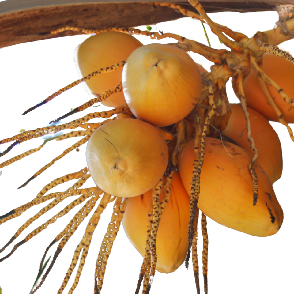 Sri Lankan King Coconut