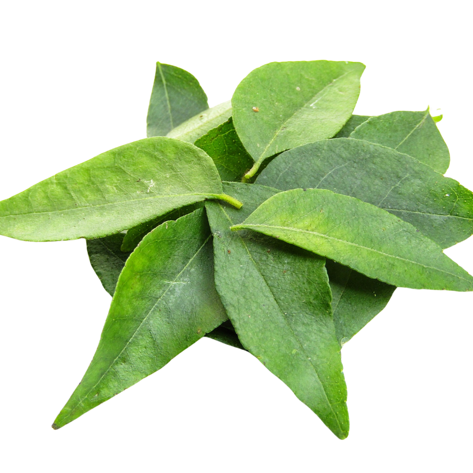 Curry Leaves